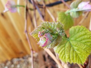 grape vine close up in the spring