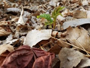 rasberry bush coming up with new growth